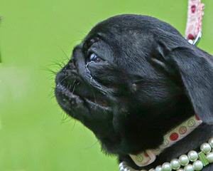 Akc Pug Puppies For Sale - Dog and Puppy Pictures