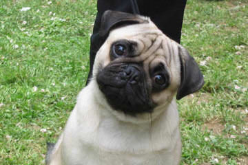 Excellent Pug Puppy Dogs For Sale - Dog Breeders