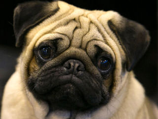 Precious Pug Puppies - Dog Breeders