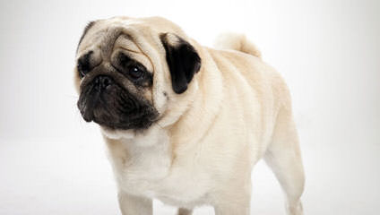 Roo Roo’s pugs - Dog Breeders