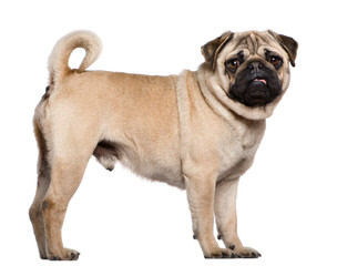 pug MILLE BASSI - Dog Breeders