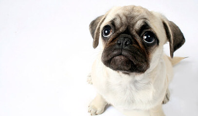 Pug Puppies For Sale - Dog Breeders