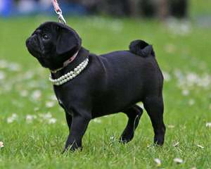 pug MILLE BASSI - Dog Breeders