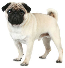 Cuddle A Pug - Dog Breeders