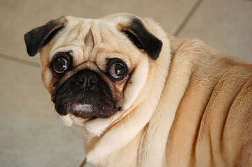 Excellent Pug Puppy Dogs For Sale - Dog Breeders