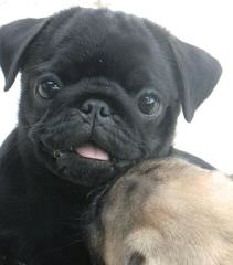 Von Termel Mops / Pug Kennel - Dog and Puppy Pictures