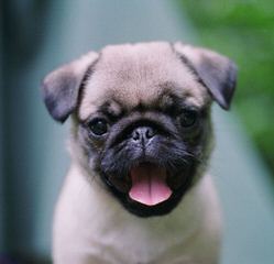 Cuddle A Pug - Dog Breeders