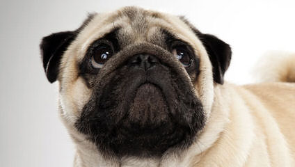 New And Improved Pugs: Puggle Puppies! - Dog Breeders