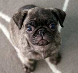 New And Improved Pugs: Puggle Puppies! - Dog Breeders