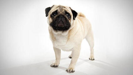 Rising Star Pugs - Dog and Puppy Pictures