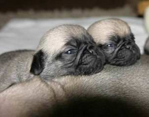 pug MILLE BASSI - Dog and Puppy Pictures