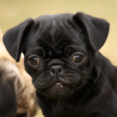 Pug Puppies For Sale - Dog Breeders