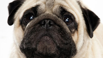 Pug Puppies - Dog Breeders