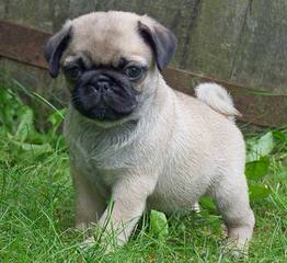 Pug Puppies For Sale - Dog and Puppy Pictures