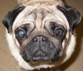 Pug – Plumsjewel - Dog Breeders