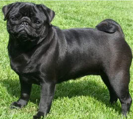 Black Jade Pakony Kennel - Dog Breeders