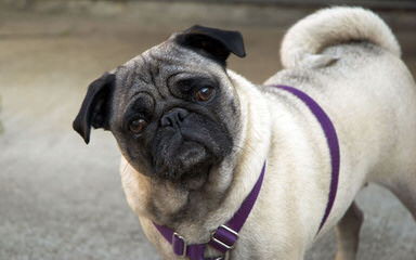 Denning Farms Pug - Dog Breeders