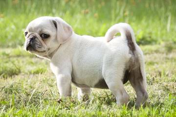 Pug – Plumsjewel - Dog Breeders