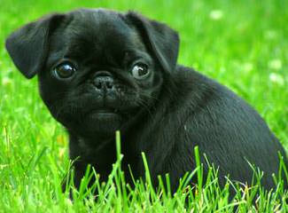 Ugly Mugs Pugs – Black And Fawn Akc Puglets - Dog Breeders