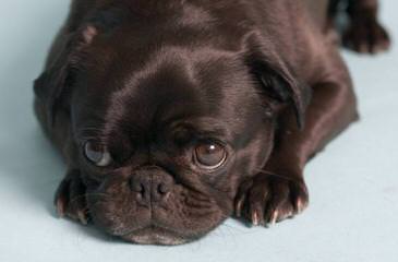 Barnes Pug - Dog Breeders