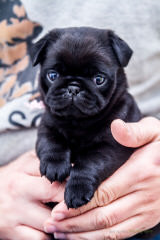 Akc Pug Puppies For Sale - Dog and Puppy Pictures