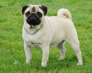 Pug Puppies For Sale - Dog Breeders