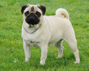 Kennel pug ARANJ - Dog and Puppy Pictures