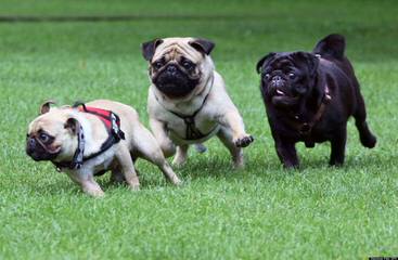 Purfect Pugs - Dog Breeders