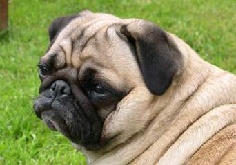 S Bulvara Briosh Pug Kennel - Dog Breeders