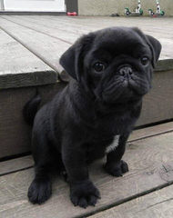 Pug Puppies For Sale - Dog and Puppy Pictures