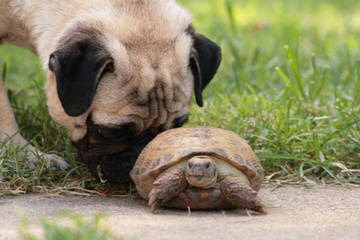 Pug Puppies - Dog and Puppy Pictures