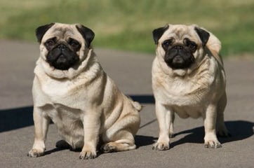 Sweet Temper Pugs - Dog Breeders