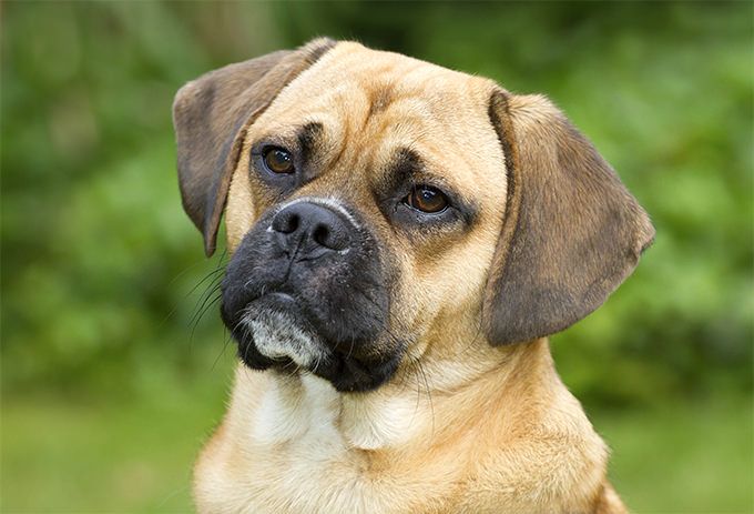 Puggle Dogs and Puppies