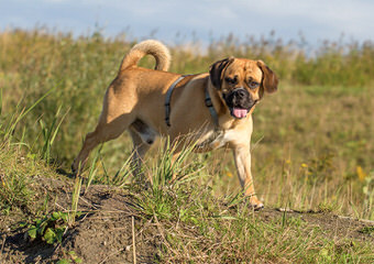Perfect Puggle Puppies Available - Dog and Puppy Pictures