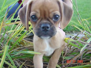 Snuggles Tiny Ones ! - Dog Breeders