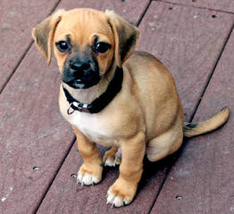 9M Old Puggle, Free 4 Good Home - Dog Breeders