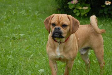 Puggles For Sale – Puggle - Dog and Puppy Pictures