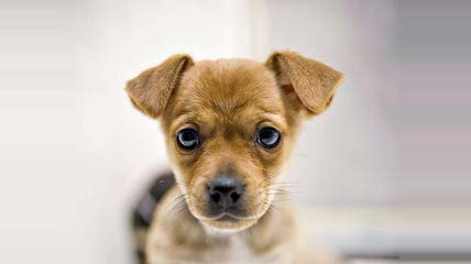 Puggles, Yorkie’s & More - Dog Breeders