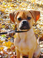 Puggles, English Bulldogs, Morkies, And More! - Dog Breeders