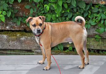 Puggle Pups From Akc Parents - Dog and Puppy Pictures