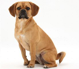 Pocket Puggle - Dog and Puppy Pictures