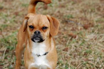 Smallest Pocket Puggles - Dog Breeders