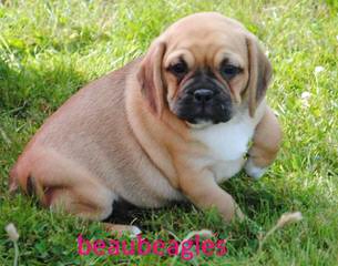 Puggle Pups From Akc Parents - Dog Breeders