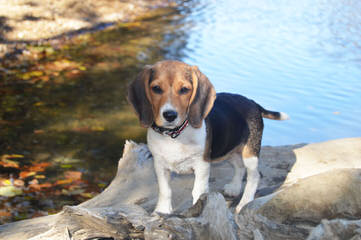 Queen Elizabeth Pocket Beagle - Dog and Puppy Pictures