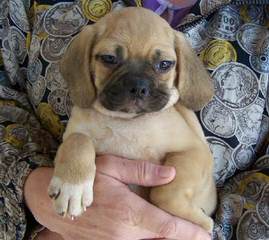 Mini St Bernards - Dog and Puppy Pictures