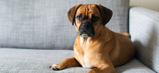 New And Improved Pugs: Puggle Puppies! - Dog Breeders