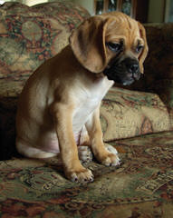 Puggles, Pocket Puggles, Mini-Boxers, Teddy Bears And Other Custom Hybrid Breeds - Dog Breeders