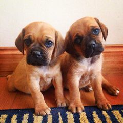 Puggle Puppies Ready Now! - Dog and Puppy Pictures