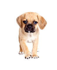 Puggles, Pocket Puggles, Mini-Boxers, Teddy Bears And Other Custom Hybrid Breeds - Dog and Puppy Pictures