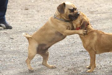 Puggles, Pocket Puggles, Mini-Boxers, Teddy Bears And Other Custom Hybrid Breeds - Dog Breeders